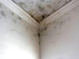 Best Residential Mold Inspection & Testing in Ridley Rk, PA