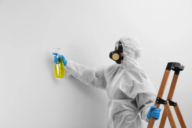 Best Emergency Mold Remediation in Ridley Rk, PA