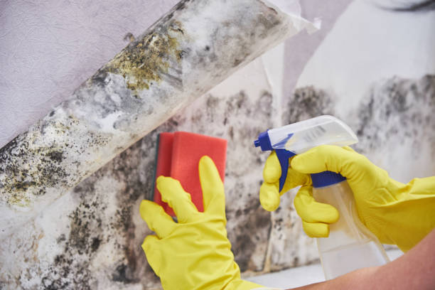 Professional Mold Removal in Ridley Park, PA